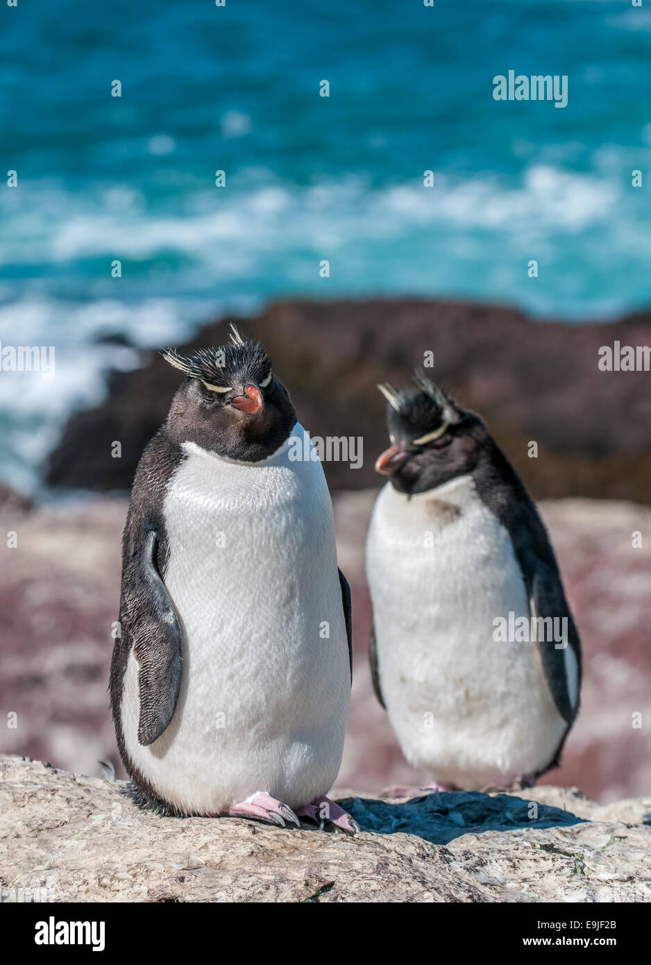 rockhopper penguins Stock Photo