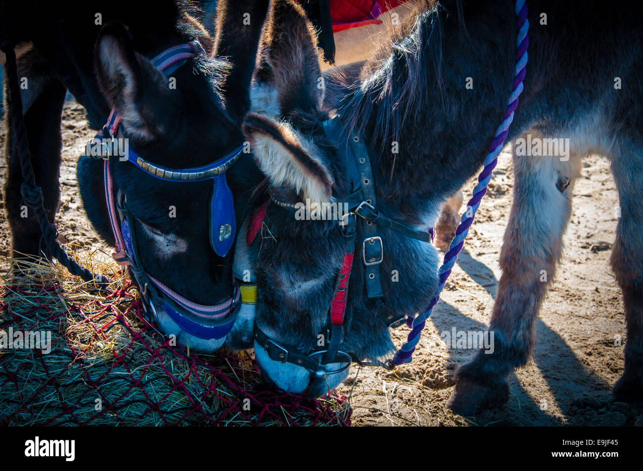 Donkeys on the beach eating hay Stock Photo Alamy