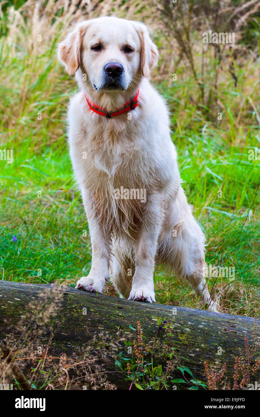 Golden Retriever posed Stock Photo