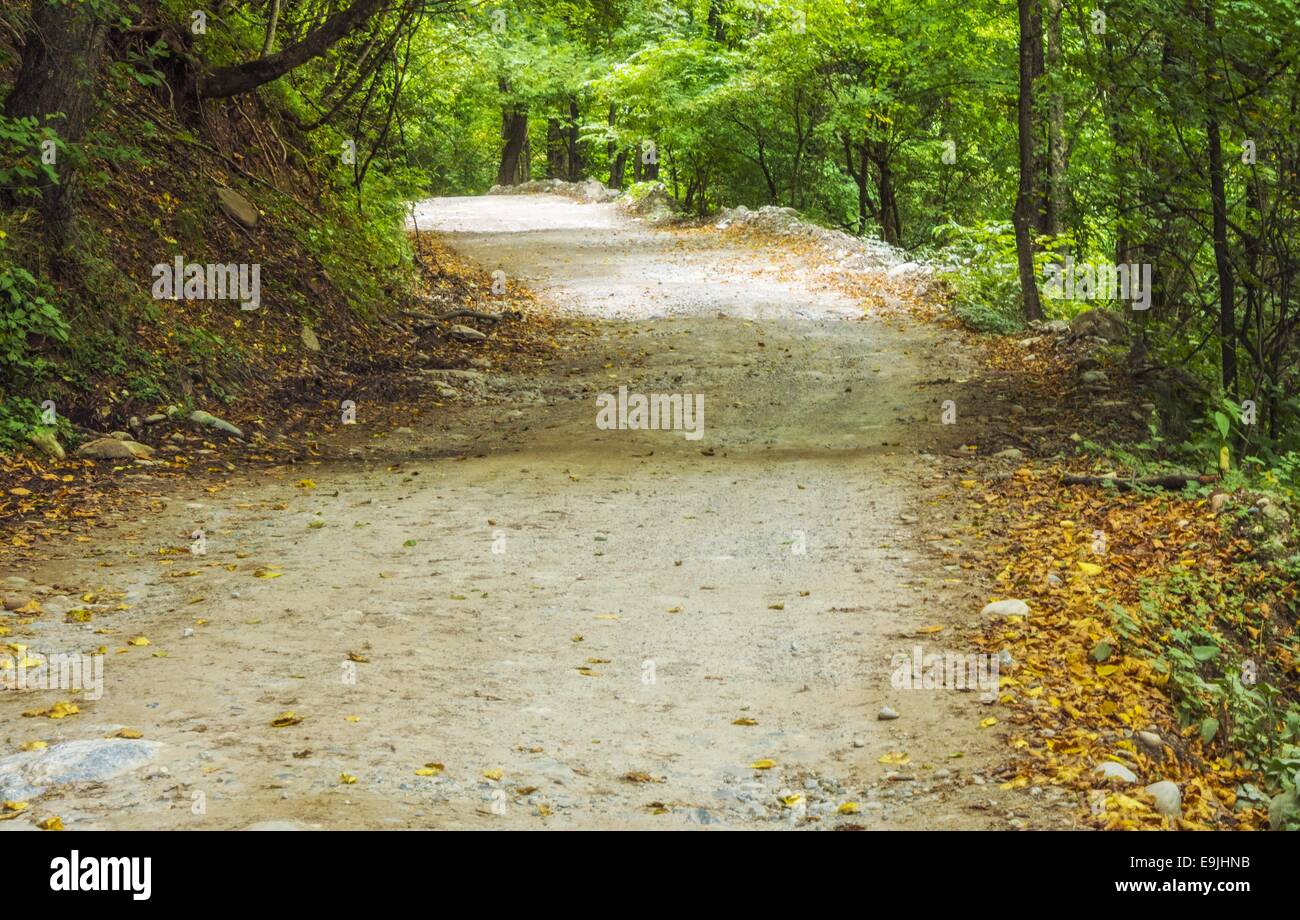 Forest Road Background Stock Photo Alamy Forest Road Background Stock Photo Alamy