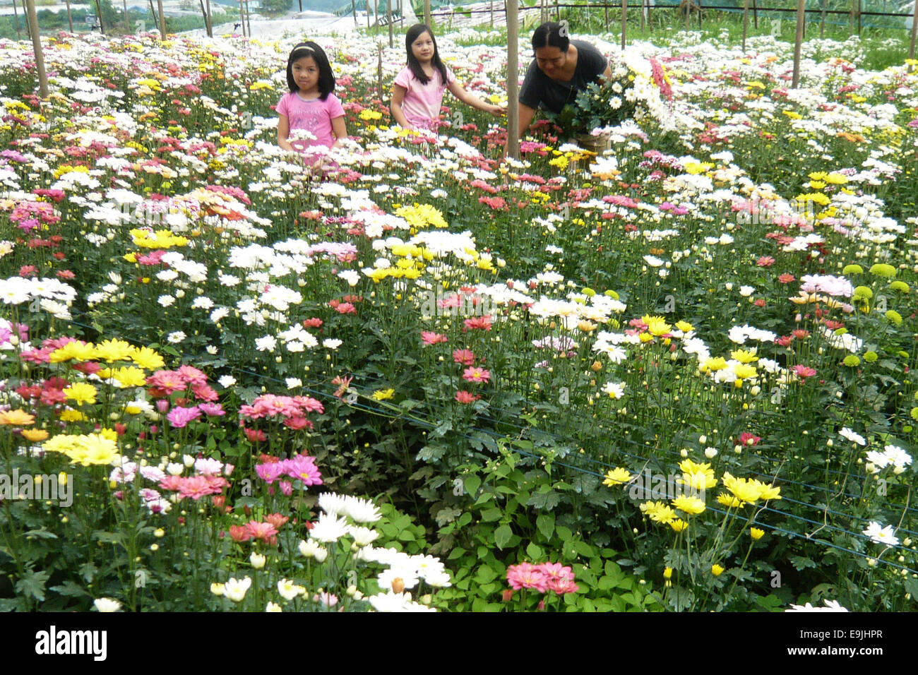Bahong La Trinidad, Philippines. 27th Oct, 2014. Farmers harvest Aster