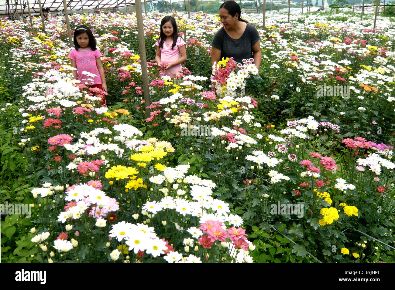 Bahong La Trinidad, Philippines. 27th Oct, 2014. Farmers harvest Aster