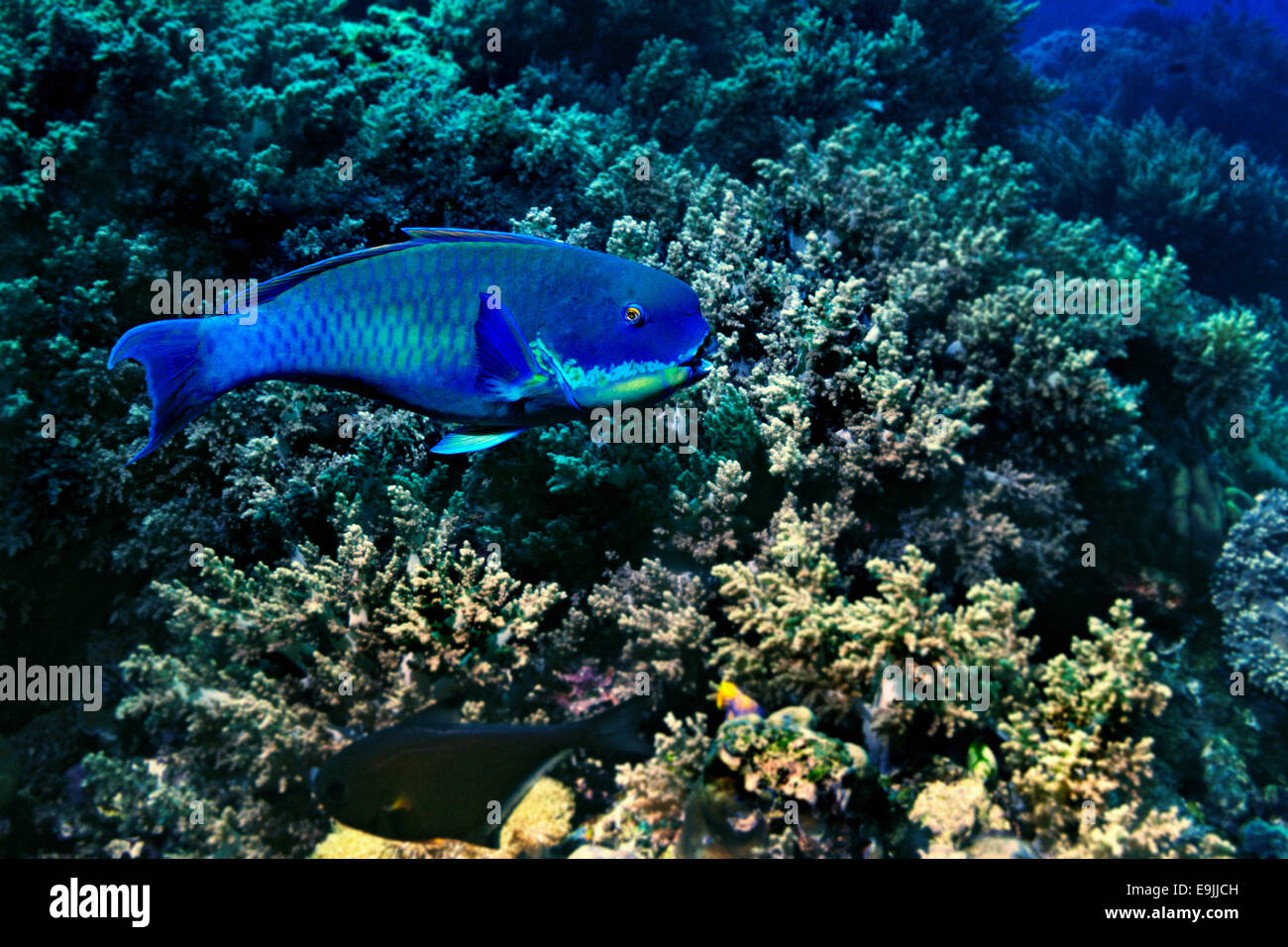 Steephead Parrotfish (Chlorurus microrhinos), Raja Ampat, West Papua, Indonesia Stock Photo