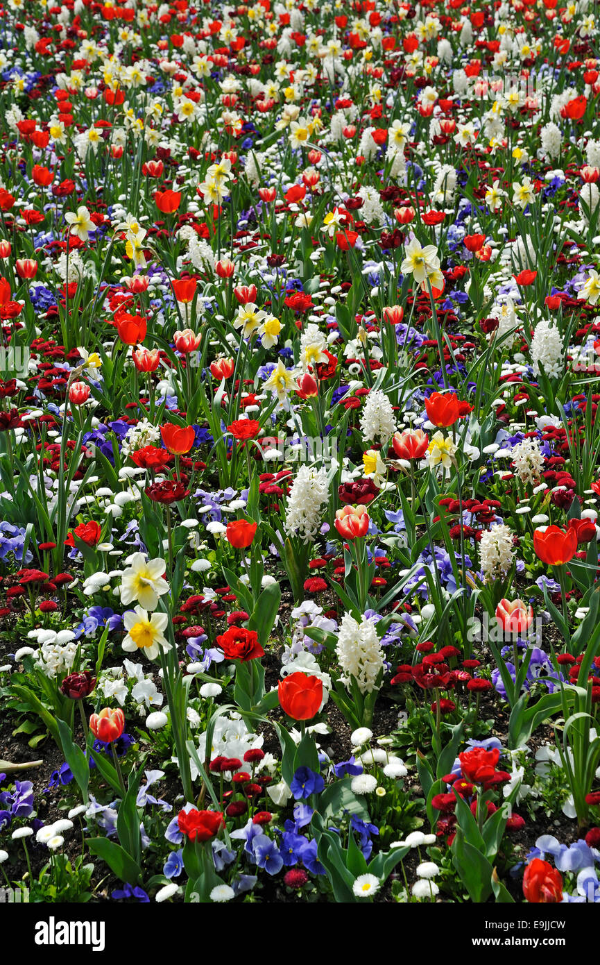 Meadow with spring flowers, Haidhausen, Munich, Upper Bavaria, Bavaria