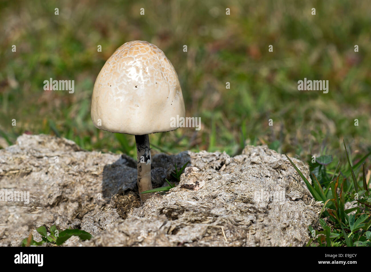 Shiny Mottlegill or Egghead Mottlegill (Panaeolus semiovatus), Südtirol, Italy Stock Photo