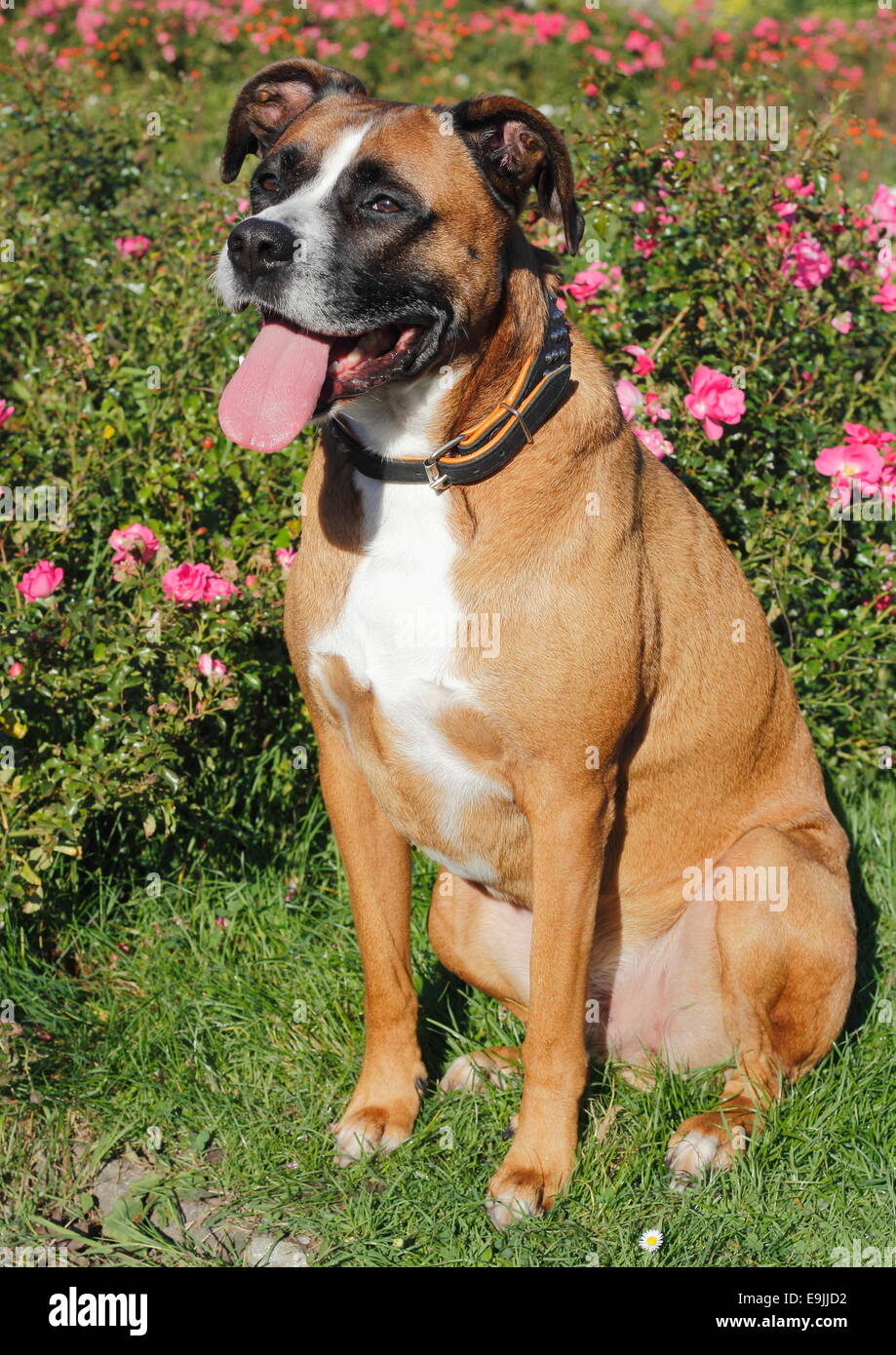Boxer mix dog, panting Stock Photo