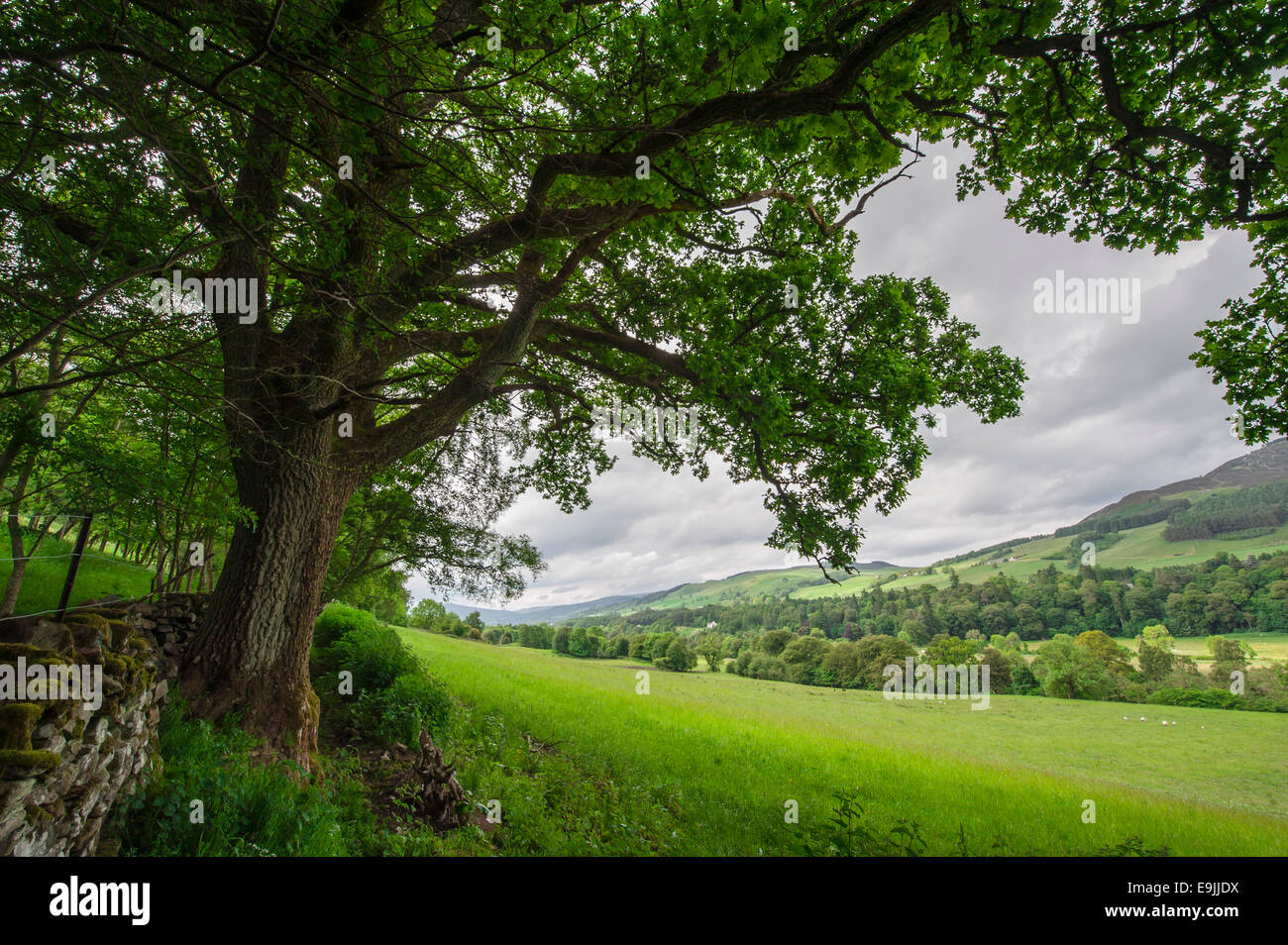 old-oak-tree-on-the-edge-of-a-meadow-pitlochry-scotland-united