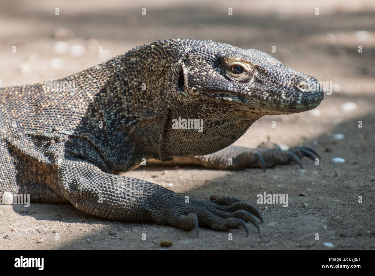 Komodo Dragon or Komodo Monitor (Varanus komodoensis), Lesser Sunda Islands, Indonesia Stock Photo