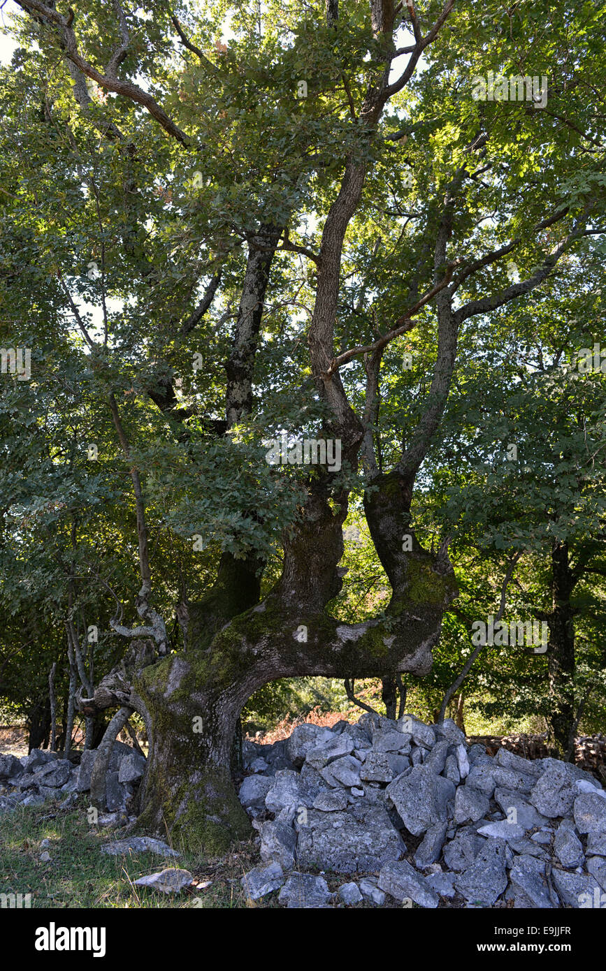 Turkey oak (Quercus cerris), Beli, Cres island, Primorje-Gorski Kotar County, Croatia Stock Photo