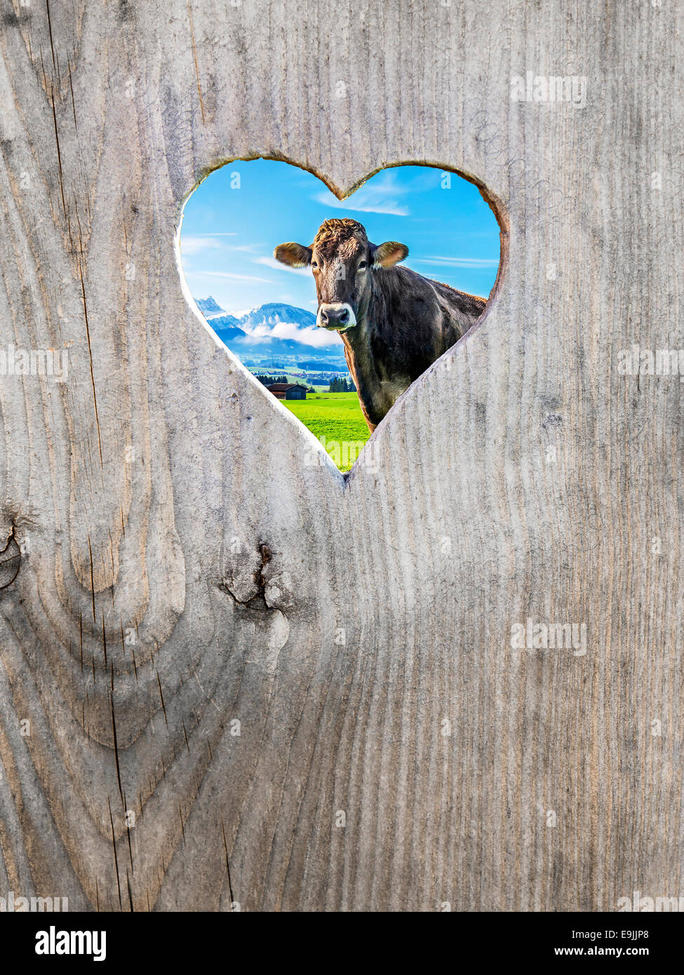 Heart in wooden door with cow and the Alps behind Stock Photo