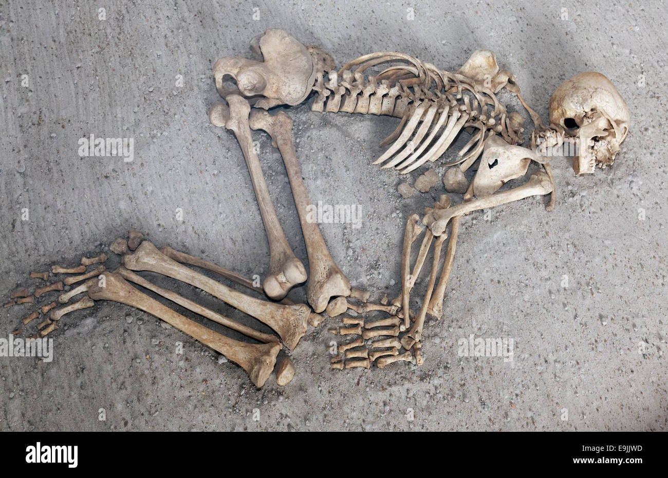 Human skeleton with bent knees, exhibit, Loket Castle, Loket, Karlovy Vary Region, Bohemia, Czech Republic Stock Photo