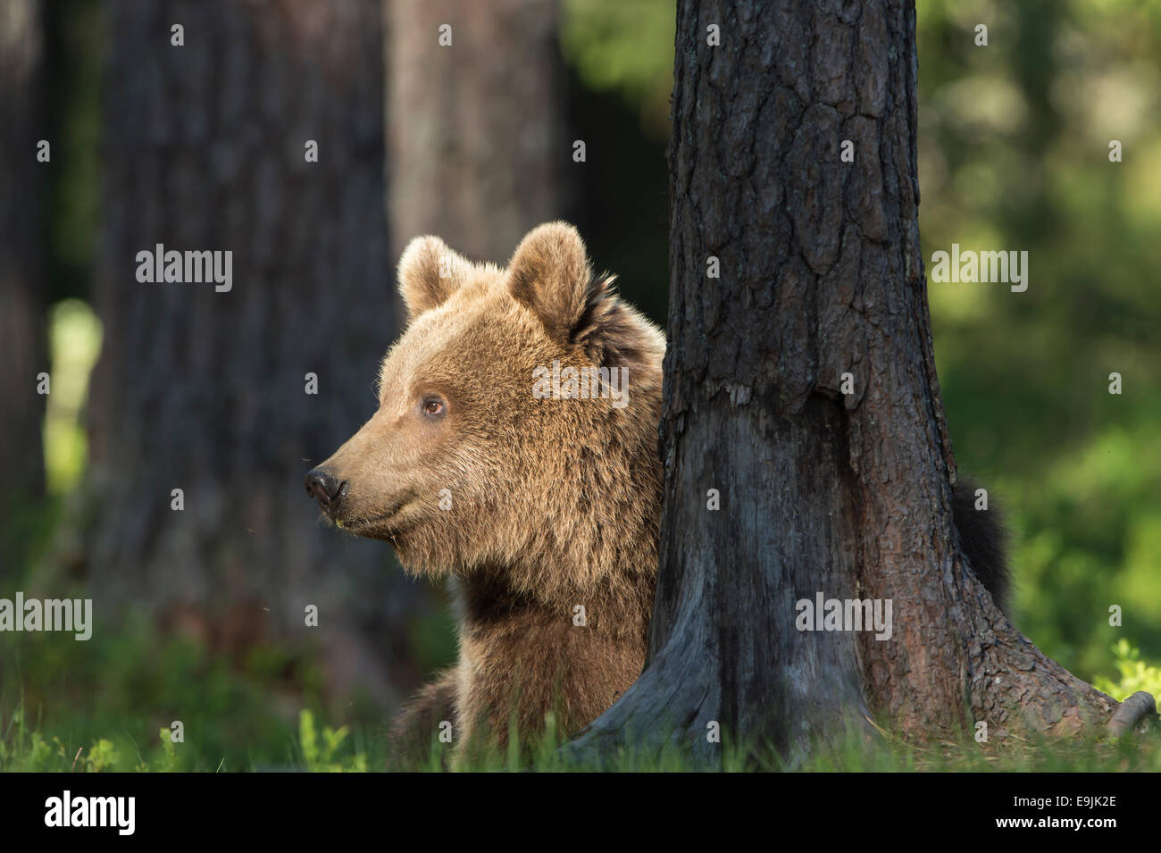 Brown Bear (Ursus arctos), Kainuu, Finland Stock Photo