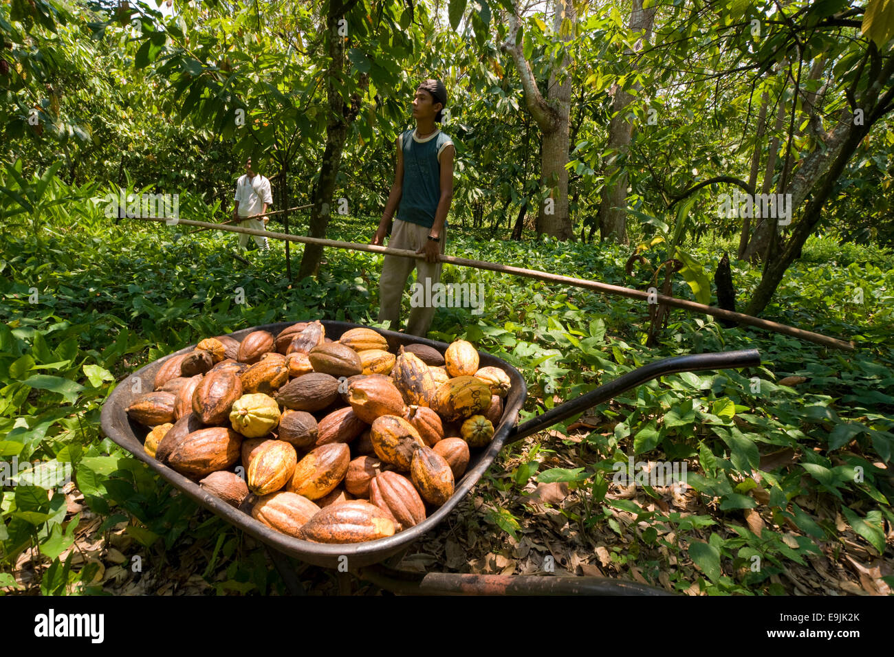 Farm workers harvesting cocoa fruits, Hacianda Cacaotera "Jesús Maria", Comalcalco, Tabasco