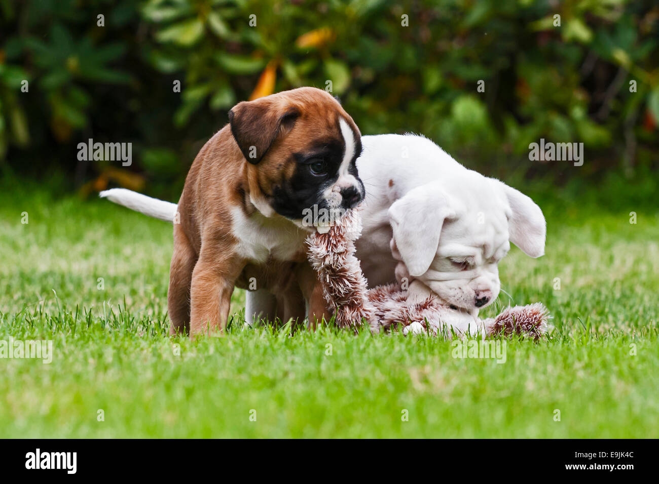 Two Boxer puppies at play Stock Photo Alamy