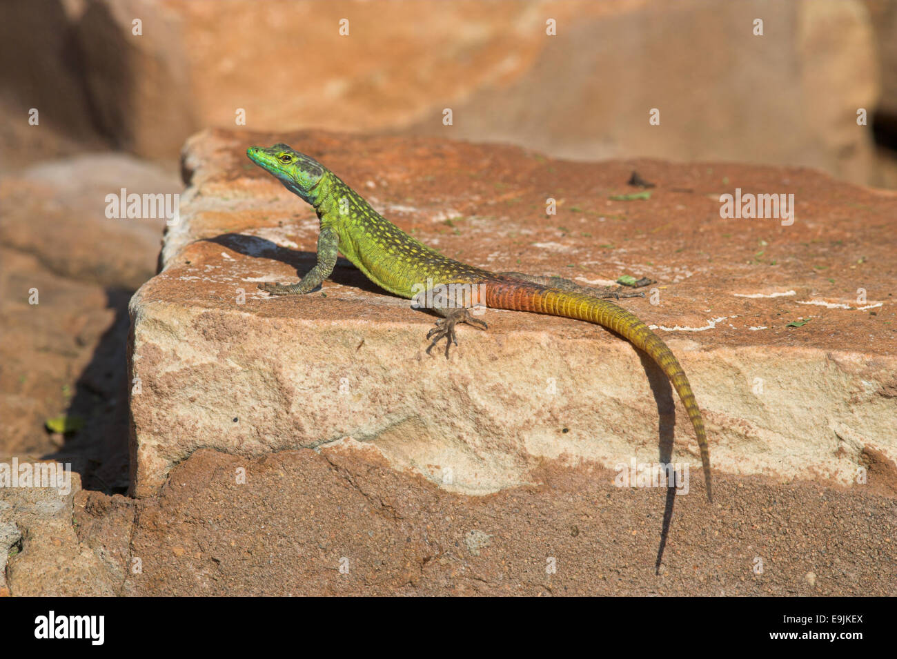 Common flat lizard, Platysaurus intermedius, breeding male, South Africa Stock Photo