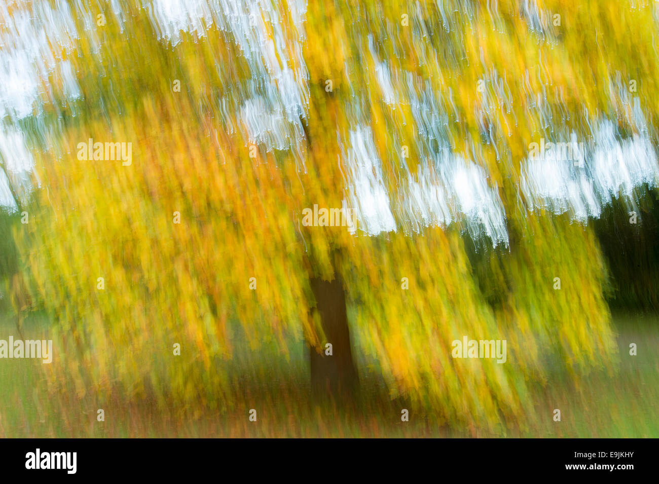 Tree with autumn leaves, autumn colors Stock Photo