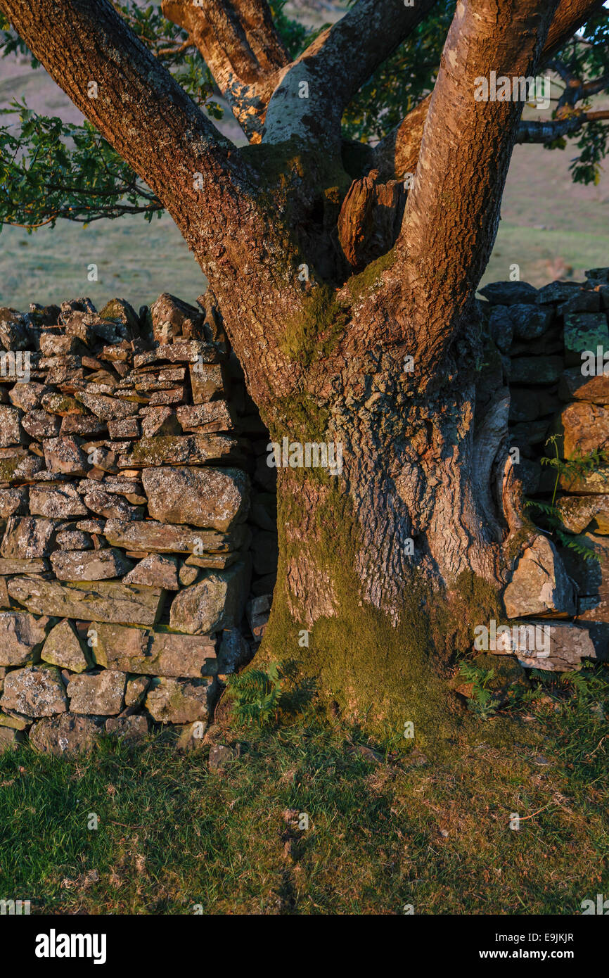 Old dry stone wall, Lake District National Park, Cumbria, England, United Kingdom Stock Photo