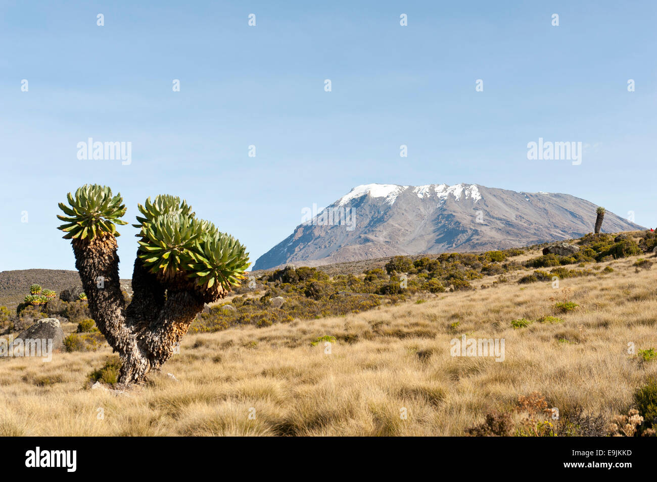 Giant Groundsel (Dendrosenecio kilimanjari, formerly Senecio spp.), at back the snow-capped Kibo summit, on the Marangu route Stock Photo