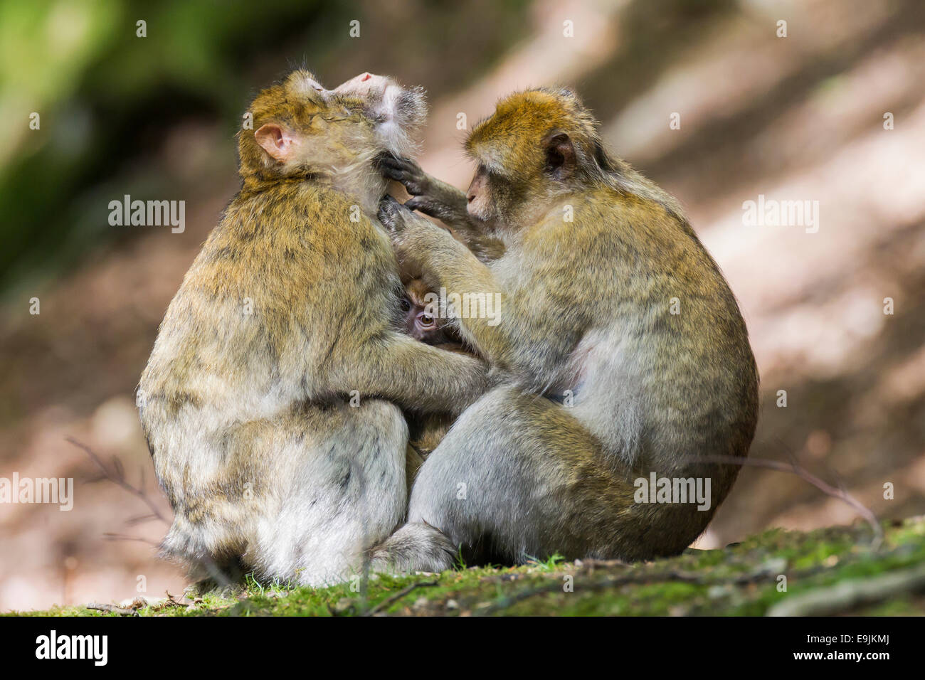 Barbary Macaques (Macaca sylvanus), captive Stock Photo
