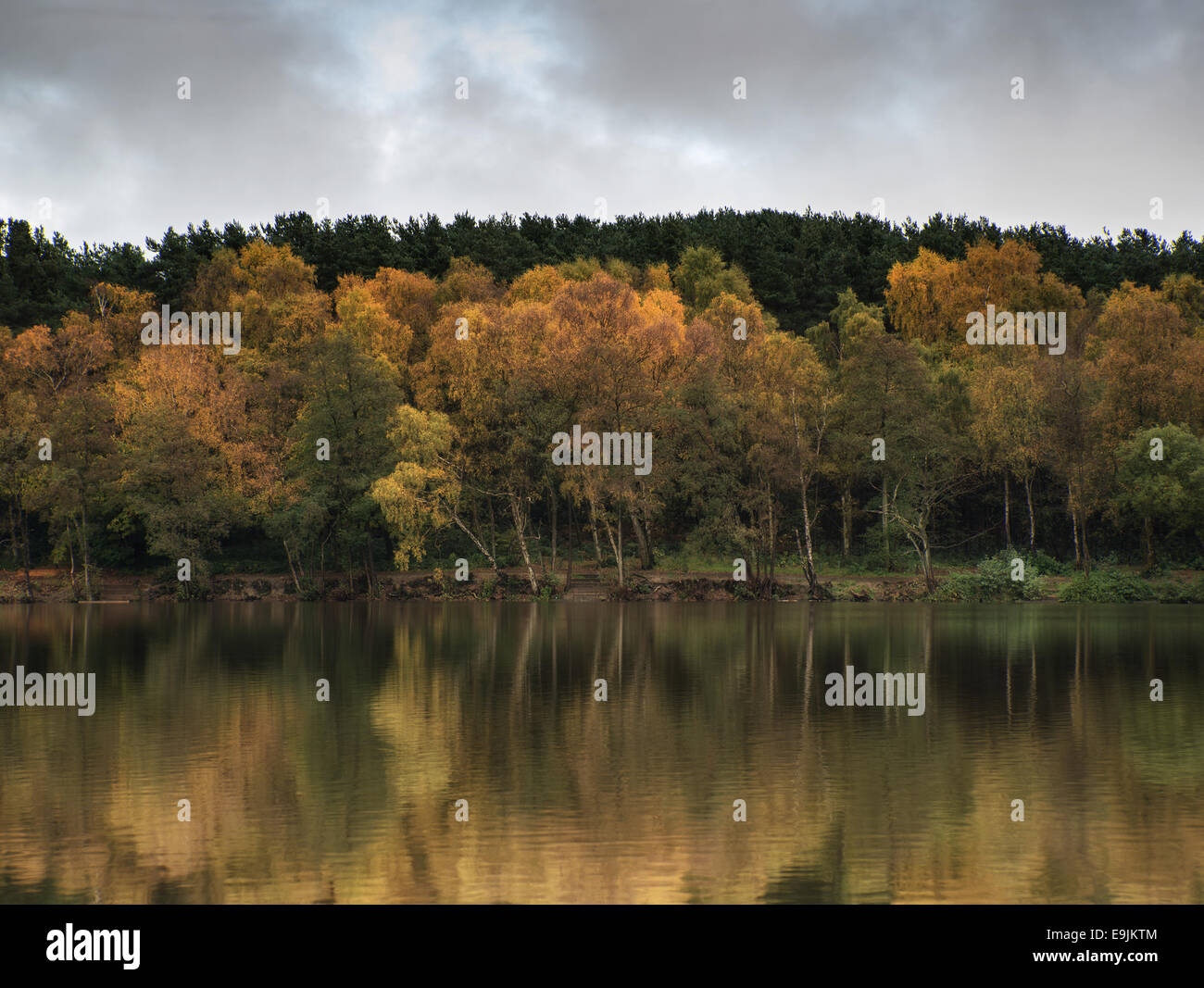 Woodland forest water still hi-res stock photography and images - Alamy