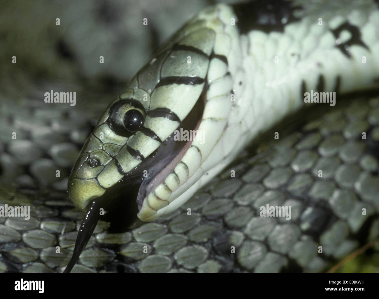 Grass Snake Natrix Natrix Playing Dead Stock Photo 164627012