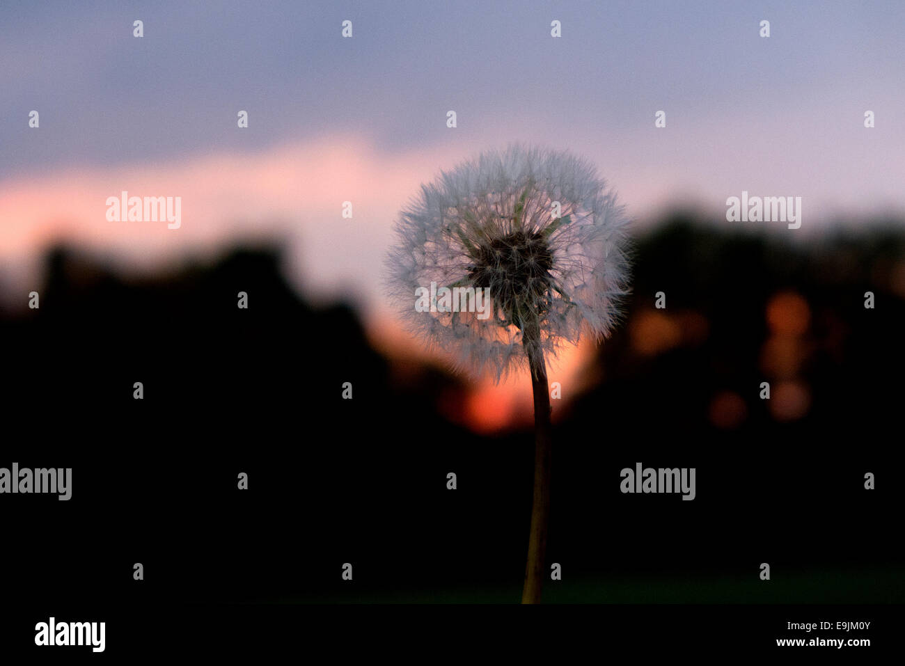 Dandelion against sunset sky. Stock Photo