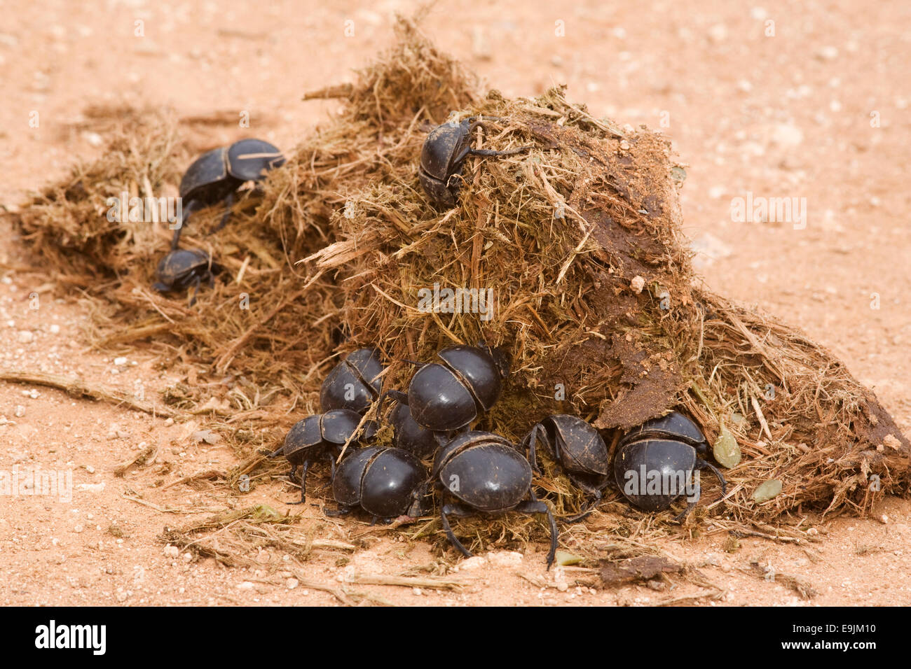 Flightless dung beetles, Circellium bacchus, on elephant dung, Addo Elephant National Park, Eastern Cape, South Africa Stock Photo