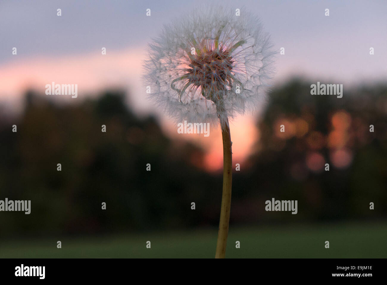 Dandelion against sunset sky. Stock Photo