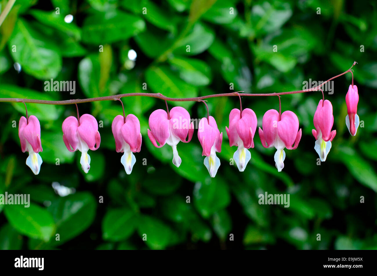 Flowering Bleeding Hearts (Dicentra spectabilis or Lamprocapnos spectabilis) growing in the garden in the Spring. Stock Photo