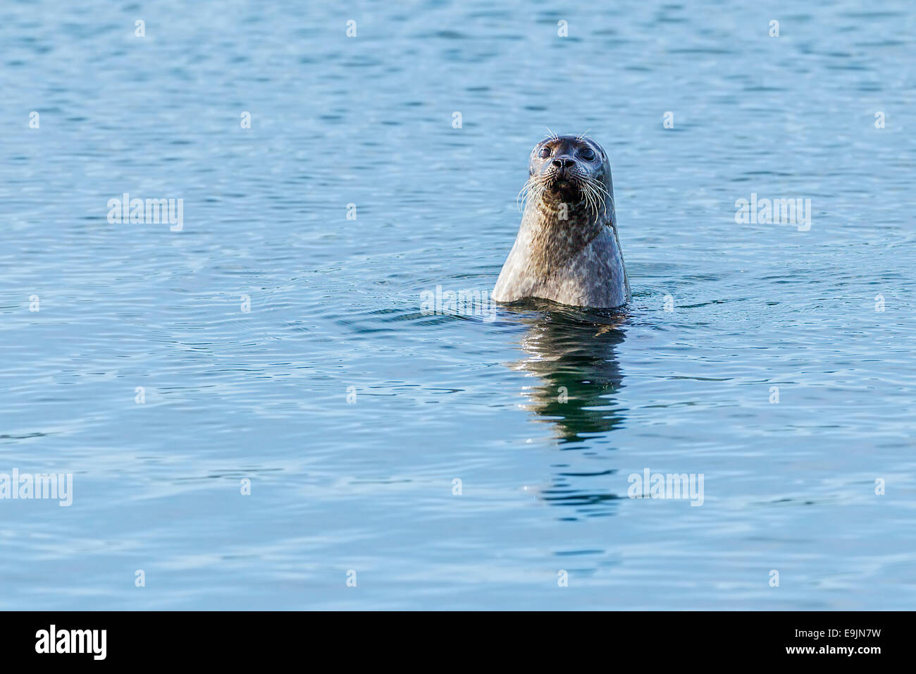 Harbour seal (Phoca vitulina) bottling in the blue waters near the shore of the Isle of Mull, Inner Hebrides, Scotland Stock Photo