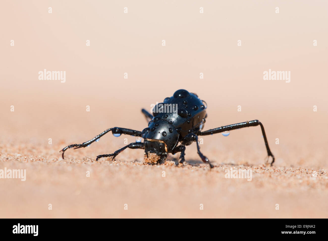 Fog basking Tenebrionid beetle, Onymacris unguicularis, collecting water, Namib Desert, Namibia Stock Photo