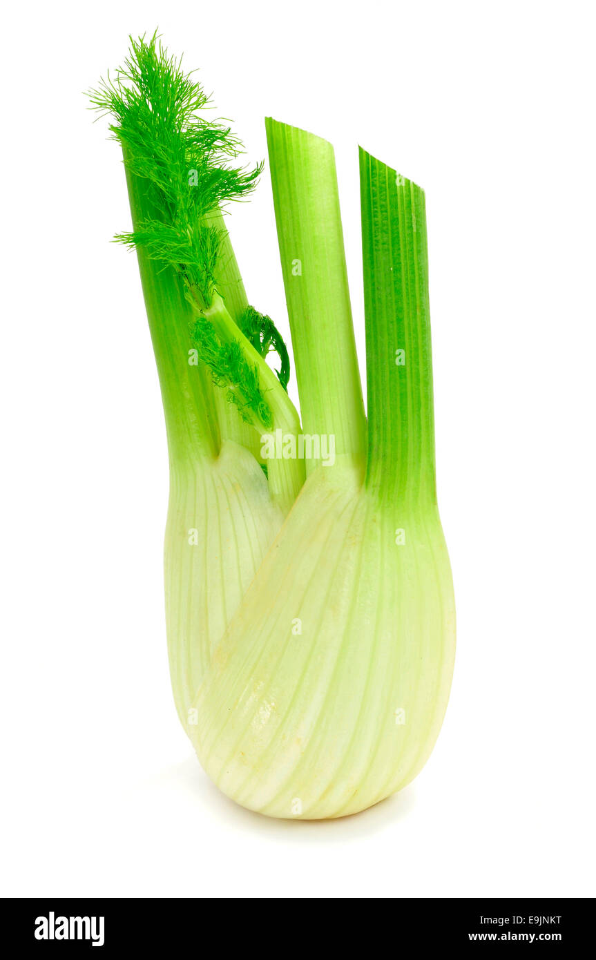 a fennel bulb on a white background Stock Photo Alamy