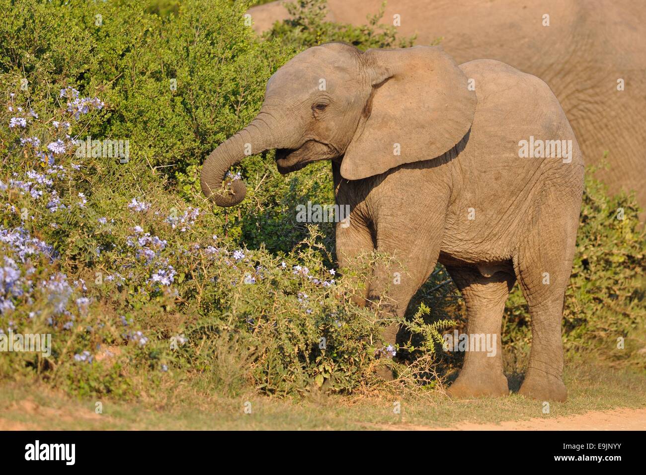 Elephant smiling while feeding hires stock photography and images Alamy