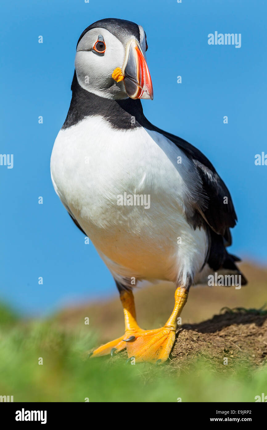 Atlantic puffin (Fratercula arctica) portrait Stock Photo