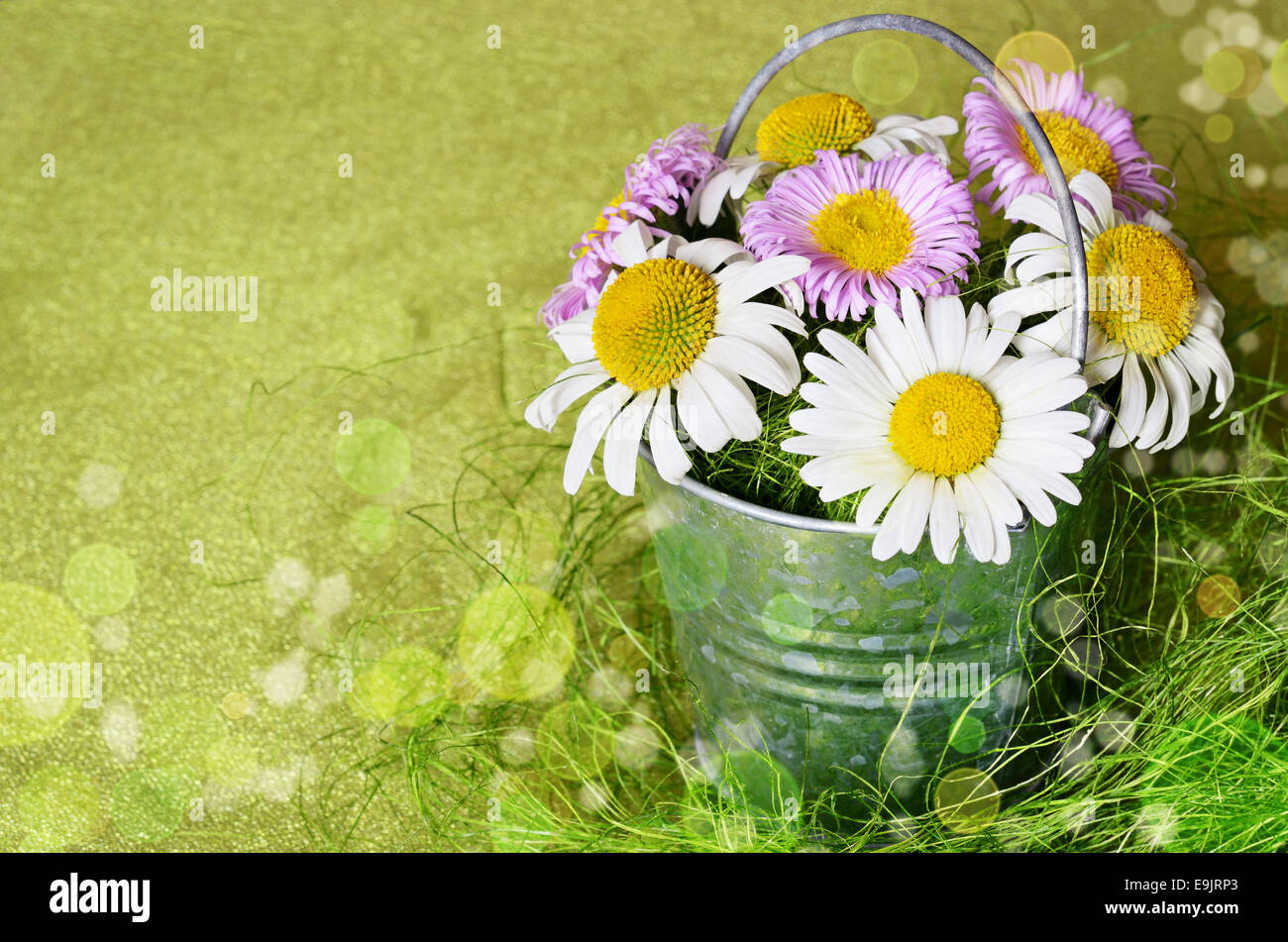 Daisy green background hi-res stock photography and images - Alamy