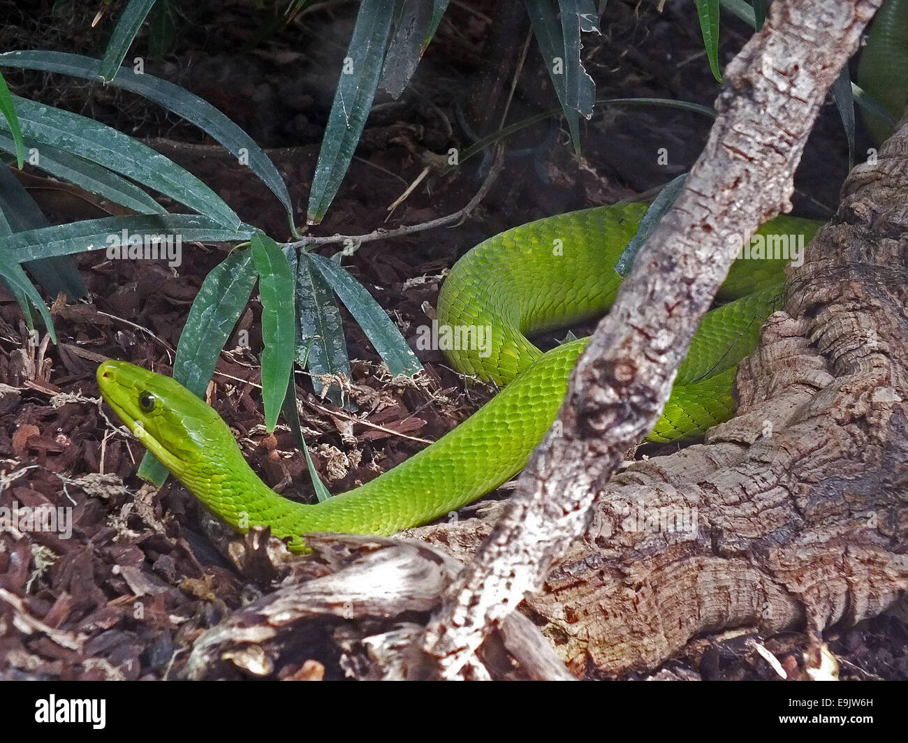 Western green mamba (Dendroaspis viridis) Stock Photo
