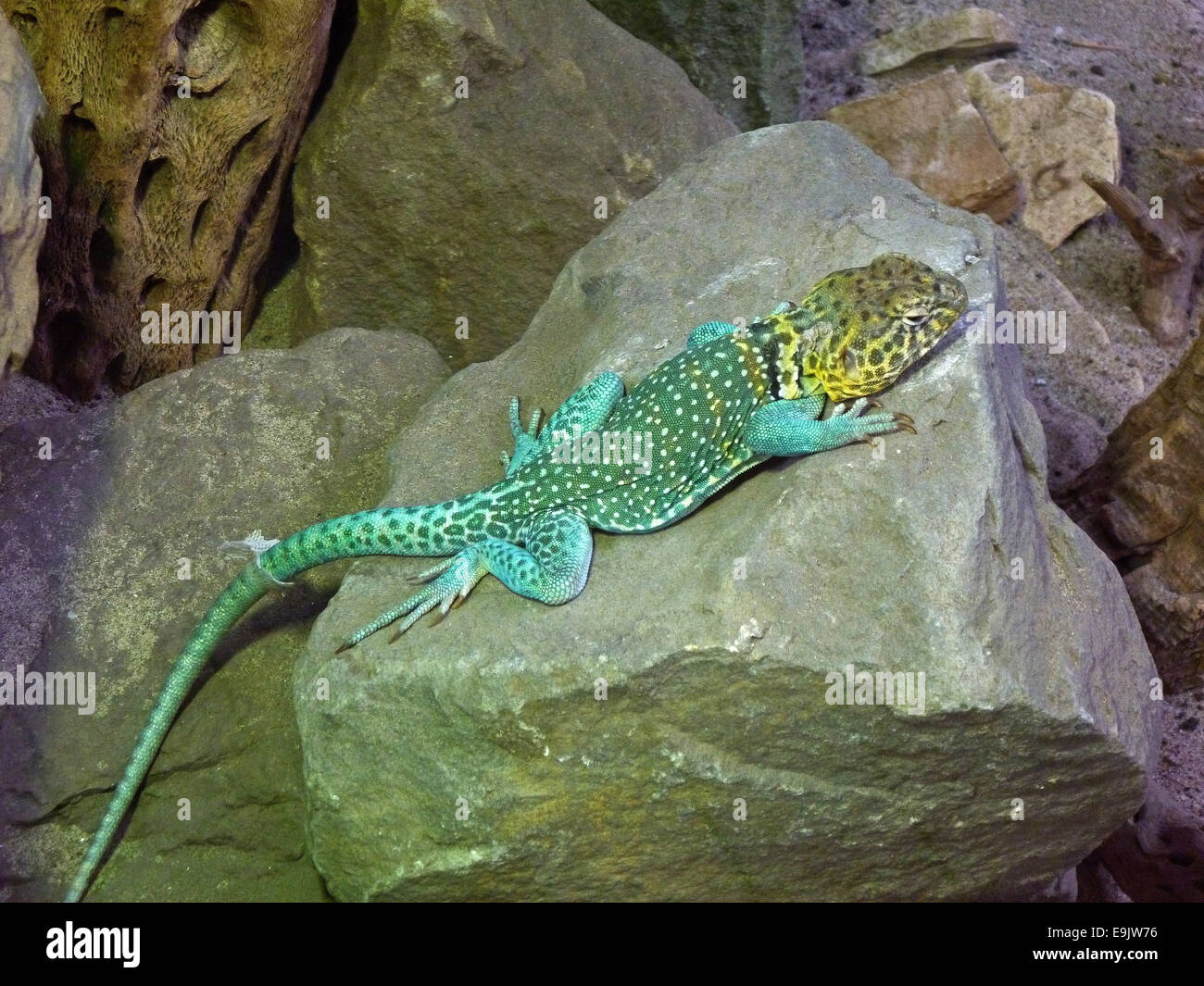 The Eastern collared lizard (Crotaphytus collaris) has the name of his collar-like drawing. The male animal is about 4 years old and 30 cm long. Stock Photo
