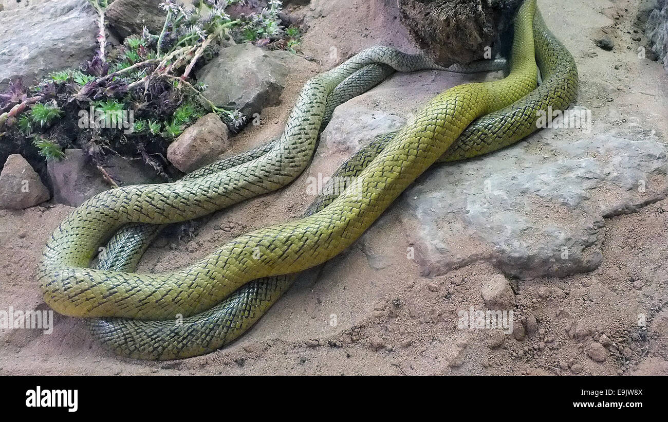 Taipan snake venom hi-res stock photography and images - Alamy