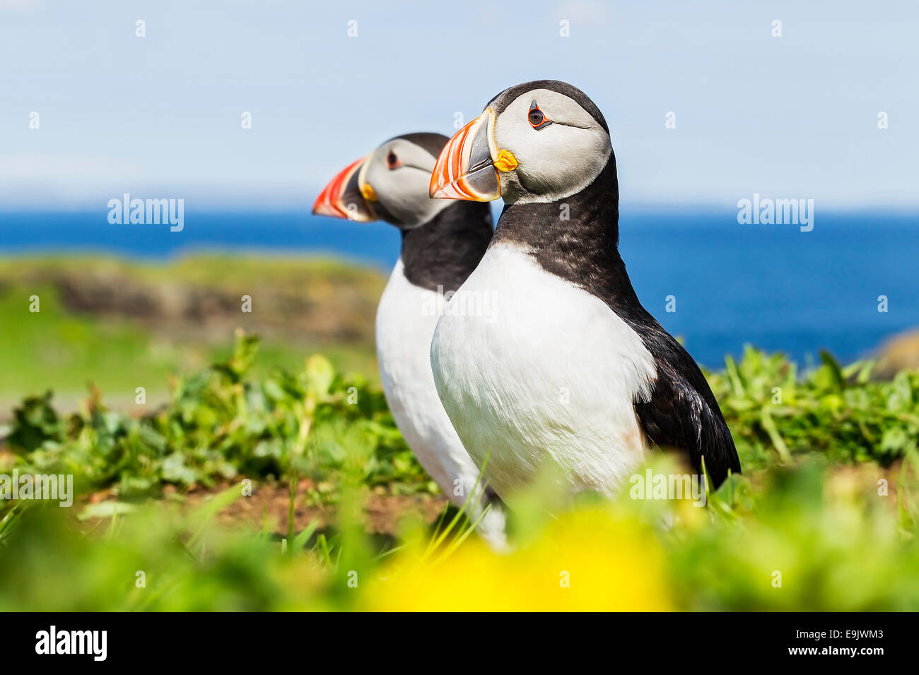 Atlantic puffin (Fratercula arctica) standing outside their burrow Stock Photo