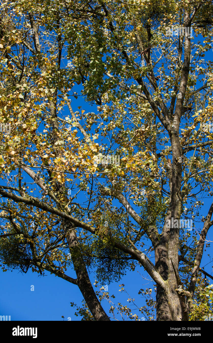 golden leaves against a deep blue sky Stock Photo