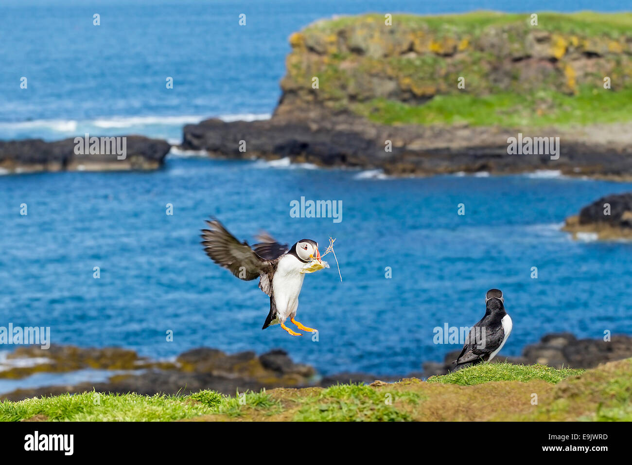 Atlantic puffin (Fratercula arctica) landing with nesting material Stock Photo