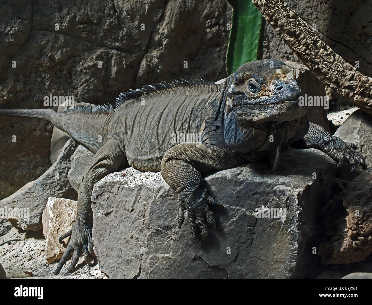 Name/Gattung: Schwarzkehlwaran (Varanus albolabris) Geschlecht: 1.0 Länge: bis 200 cm Lebensraum: Afrika Nahrung: Fleischfresser, Aas, Nesträuber giftig: ja Sonstiges: Viele Unterarten, z, B. Komodowaran in Indnesien Stock Photo