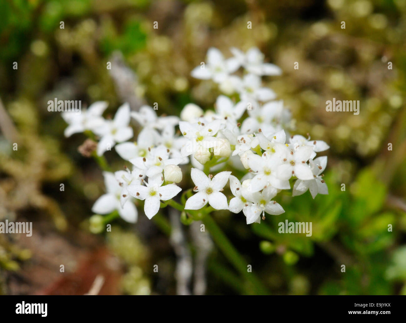 Heath Bedstraw - Galium saxatile Growing among moss Stock Photo