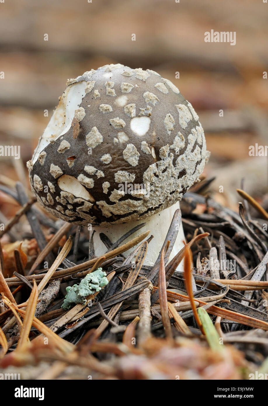 Grey Spotted Amanita Fungus Amanita excelsa New cap in Pine Tree