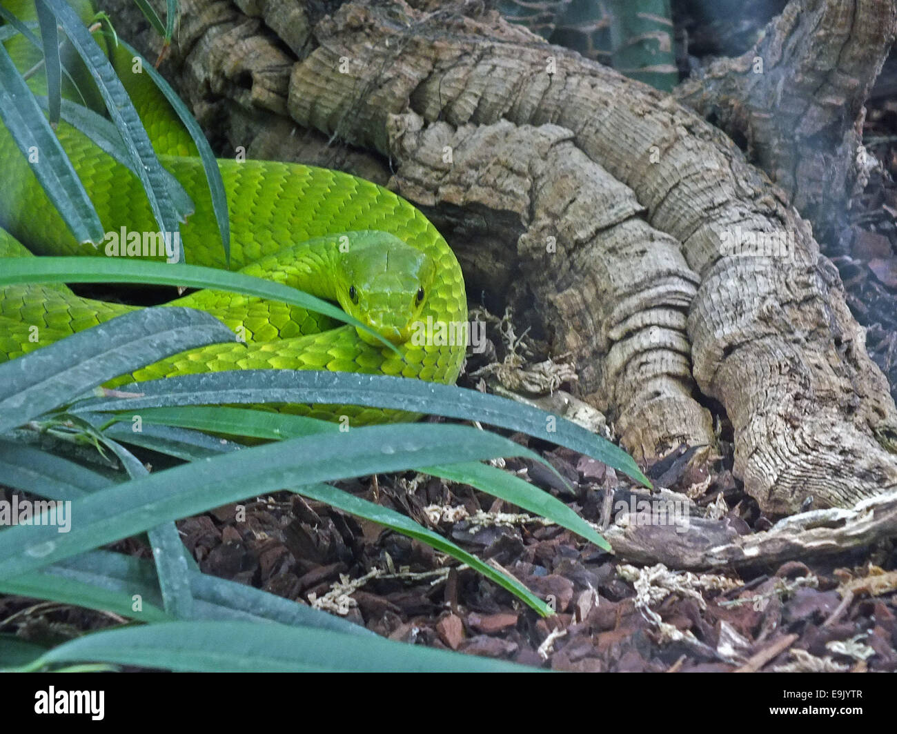 Western green mamba (Dendroaspis viridis) Stock Photo
