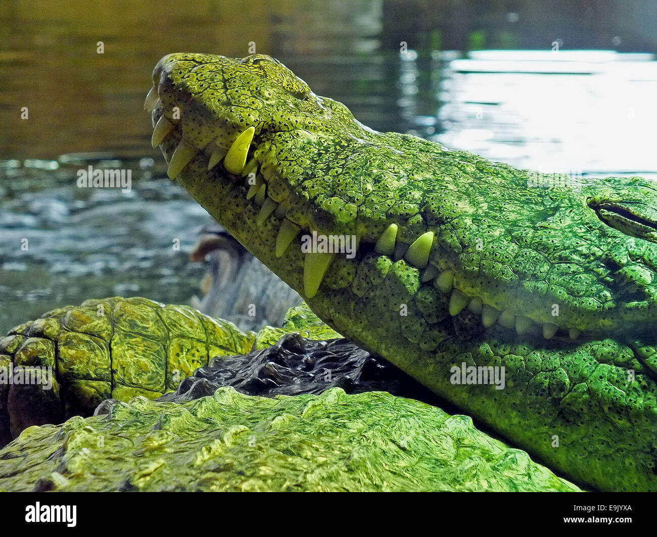 American alligator Alligator mississippiensis Stock Photo Alamy