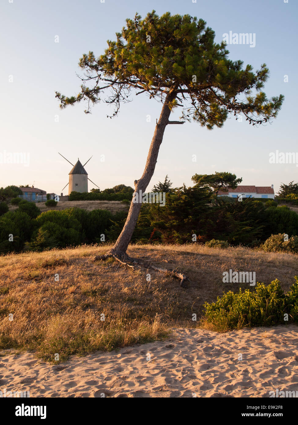 pine tree on sand dune with traditional  french windmill behind.  La Guérinière, noirmoutier vendee Stock Photo