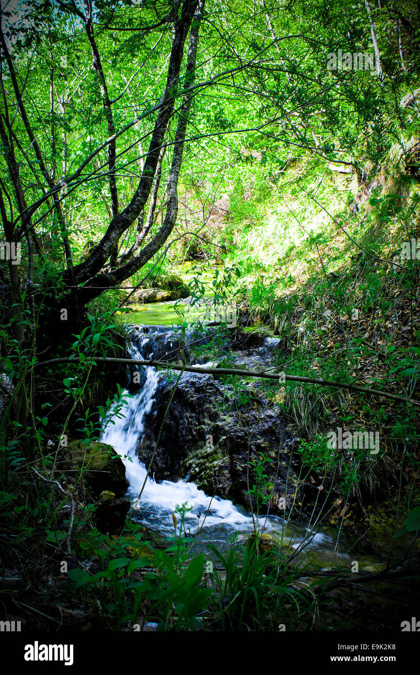 Forest creek Stock Photo