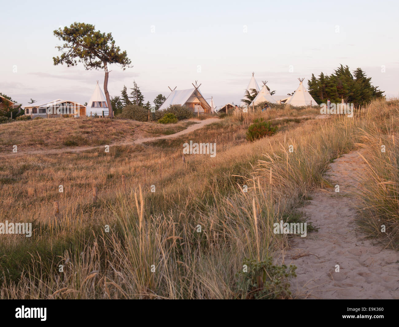 luxury campsite in coastal dunes amongst scattered pines viewed over a field of  grass in soft evening light Stock Photo