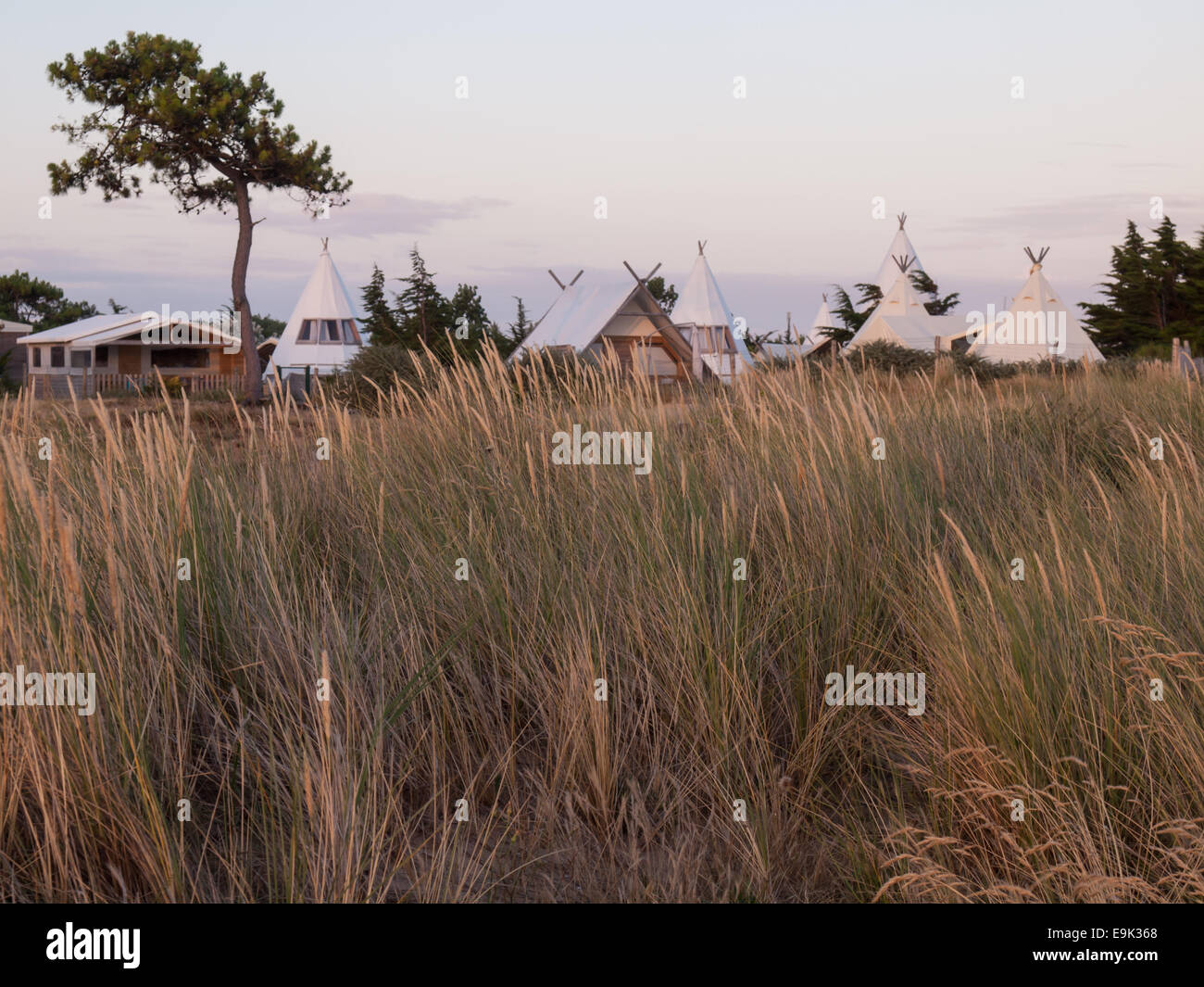 luxury campsite in coastal dunes amongst scattered pines viewed over a field of  grass in soft evening light Stock Photo